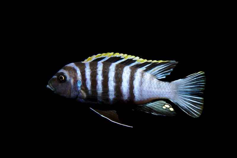 Cynotilapia zebroides 'Hai (Chimate) Reef'